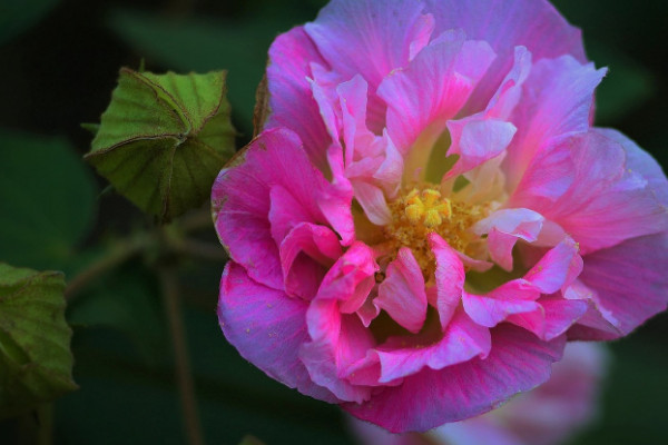 芙蓉花秋天上肥嗎