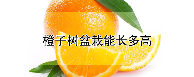 橙子樹盆栽能長(zhǎng)多高