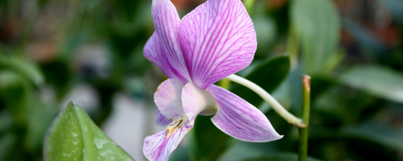 蘭花需要曬太陽嗎