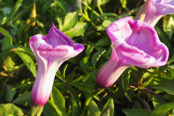 牽牛花如何剪不讓它爬藤