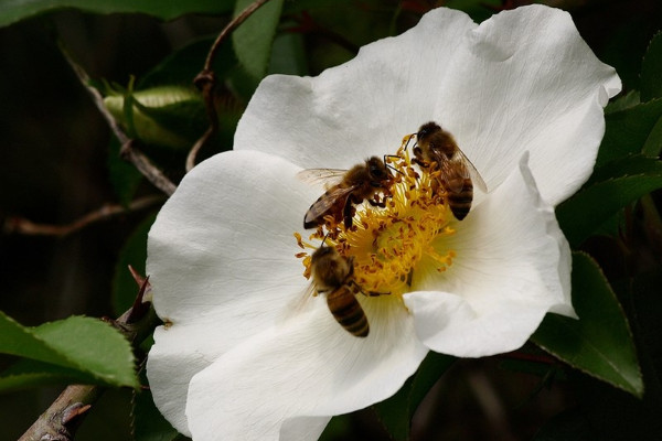 薔薇和金櫻子如何區(qū)分