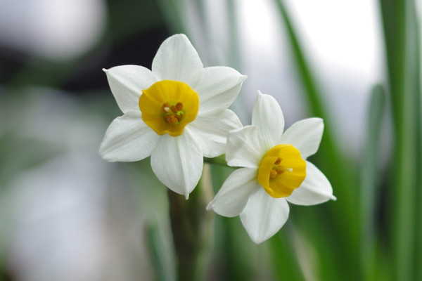 水仙花養(yǎng)多久出花苞