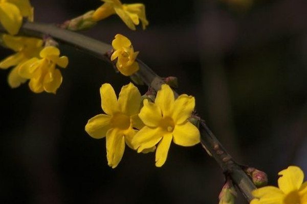 迎春花干了還會活嗎