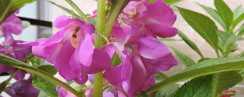 海娜花和鳳仙花的區(qū)別