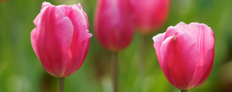 郁金香鮮花怎么剪