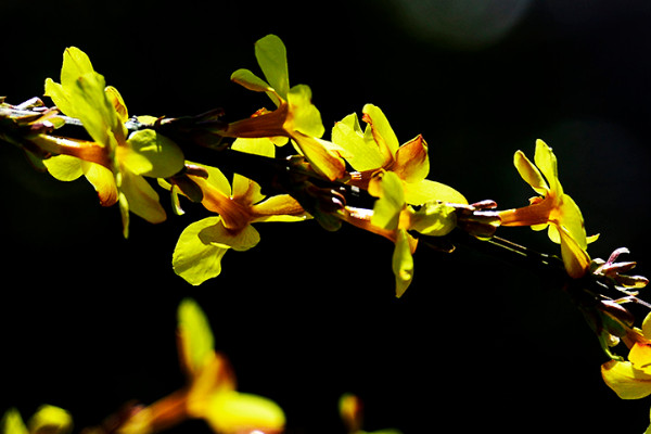 迎春花秋天修剪還發芽嗎