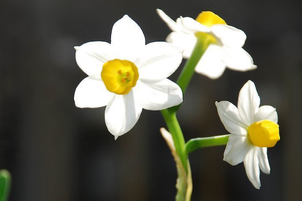 水仙花苞枯萎了怎么辦