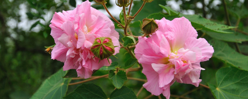 芙蓉花花期多長