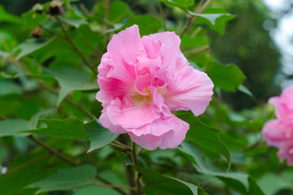 芙蓉花花期多長