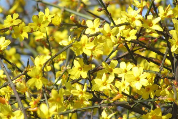 迎春花是否先有葉子后有花