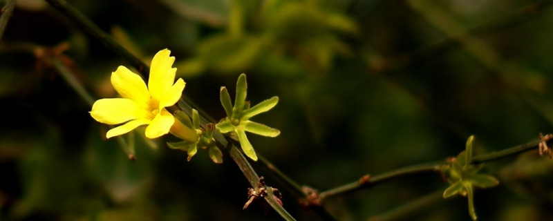 迎春花與杜鵑花的對比