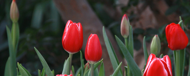 郁金香春節開花嗎