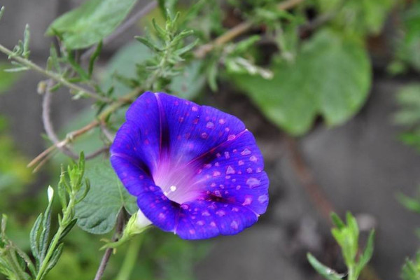 牽牛花冬天開花嗎