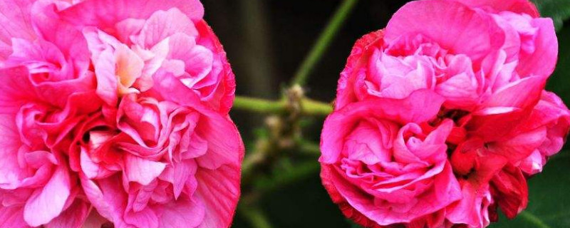 芙蓉花根部是種球嗎