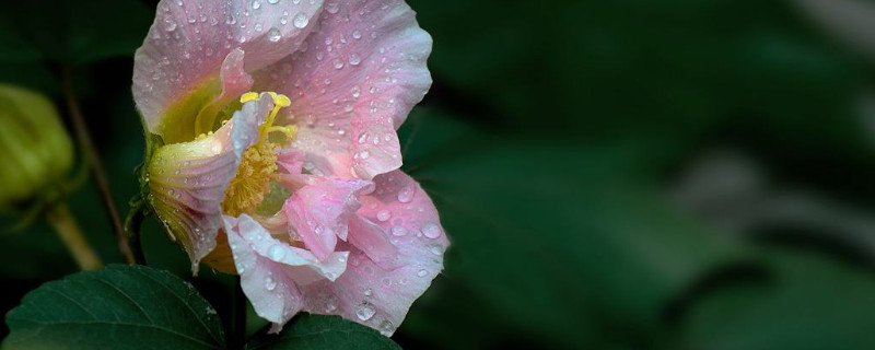 芙蓉花葉片水培的方法