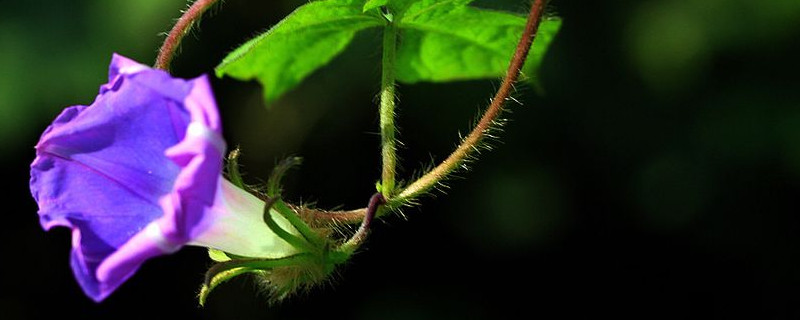 牽牛花有毒么