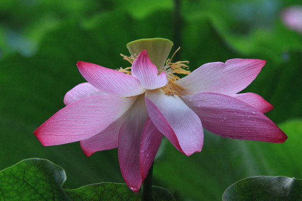 荷花根冬天怎樣保存