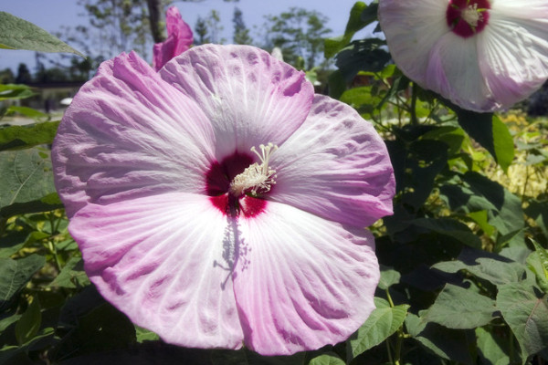 芙蓉花秋季能移栽嗎