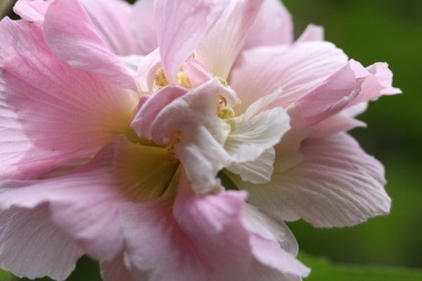 芙蓉花葉子干吧怎么回事