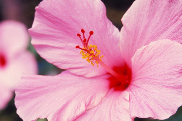 芙蓉花葉子干吧怎么回事