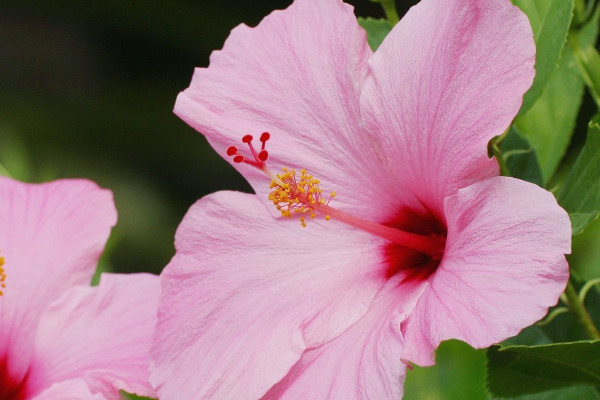 芙蓉花謝了怎么樣修剪