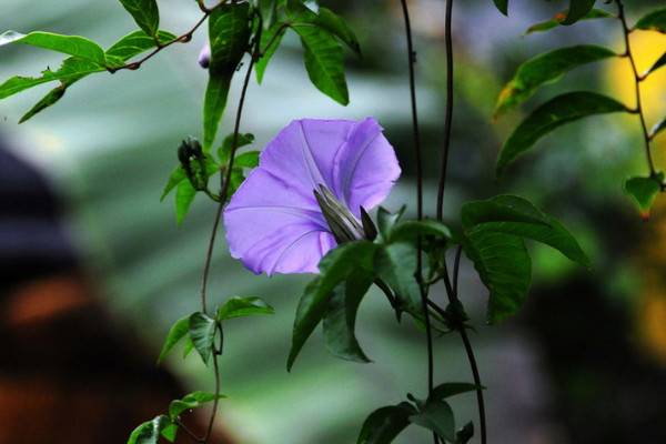 牽牛花的養(yǎng)護(hù)方法