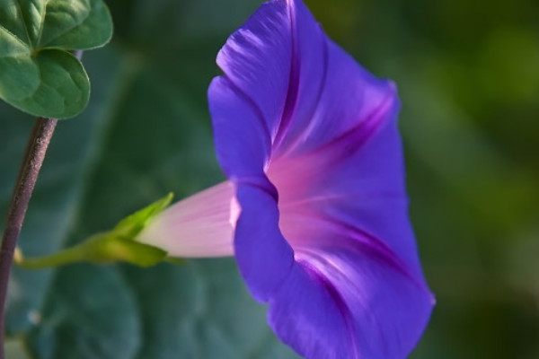 牽牛花什么時候開花什么時候不開花