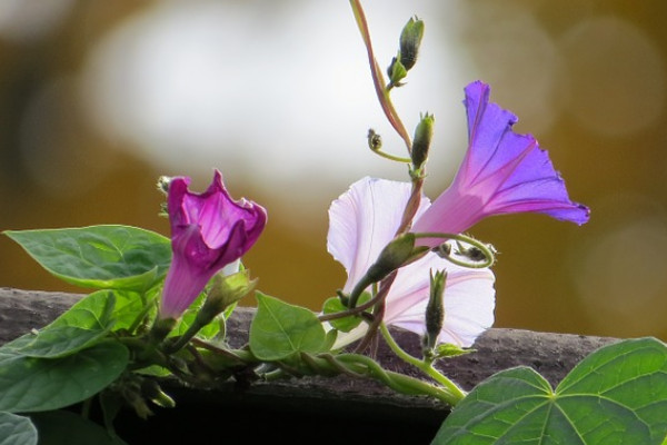 牽牛花什么時候開花什么時候不開花