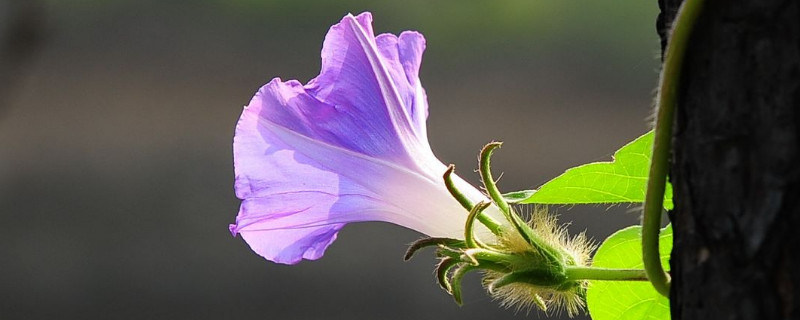 牽牛花為什么要爬藤才能開花