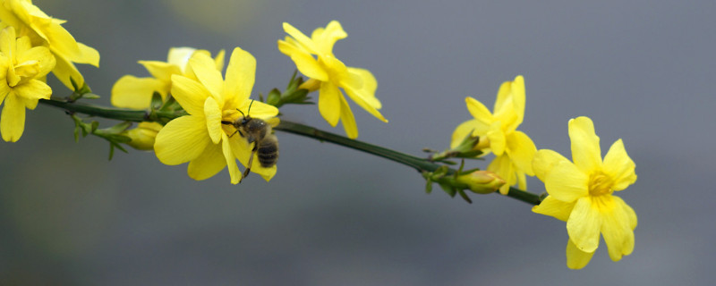 迎春花根怎么養(yǎng)殖方法