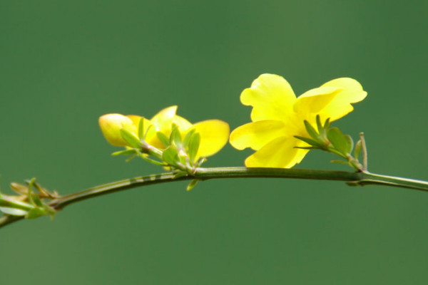 迎春花根怎么養(yǎng)殖方法