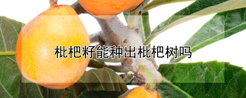 枇杷籽能種出枇杷樹嗎