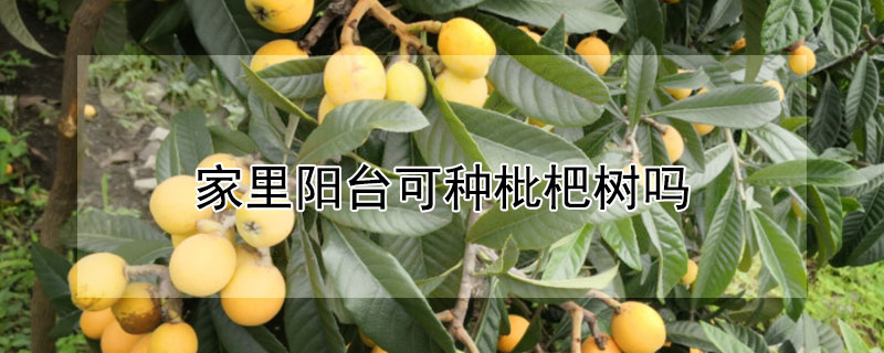 家里陽(yáng)臺(tái)可種枇杷樹(shù)嗎