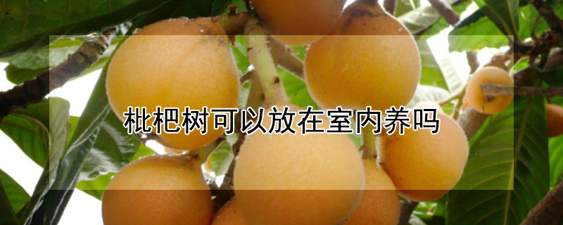 枇杷樹可以放在室內(nèi)養(yǎng)嗎