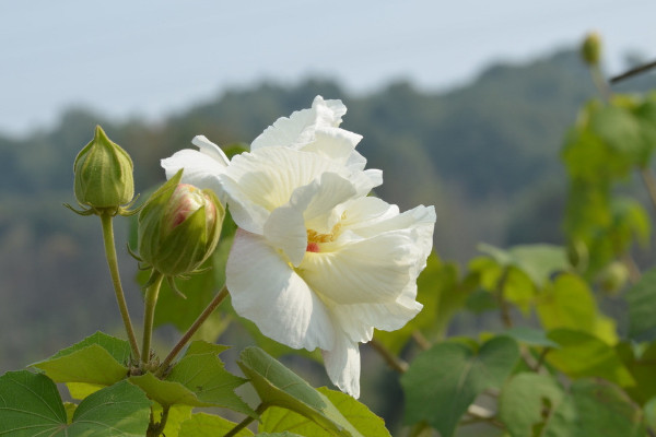 芙蓉花是長在樹上的嗎