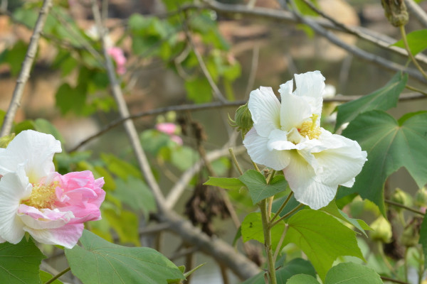 芙蓉花是長在樹上的嗎