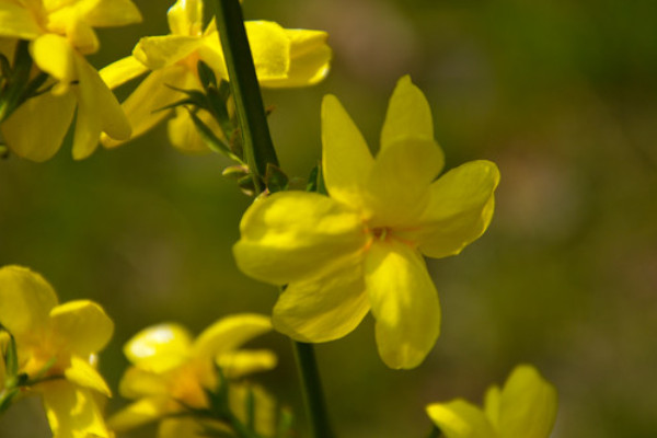 迎春花果期