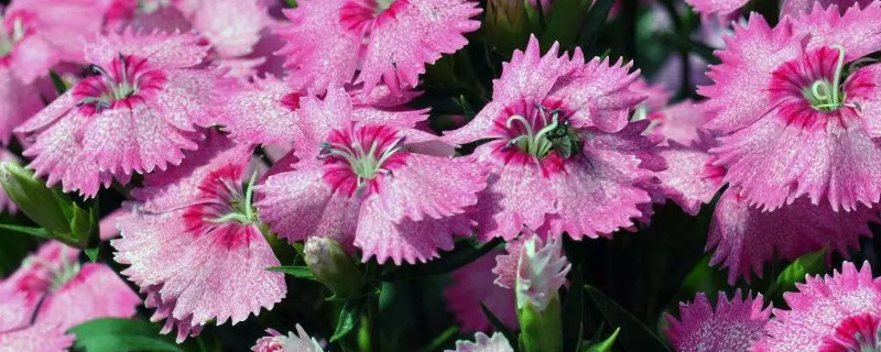 康乃馨種子多久發(fā)芽