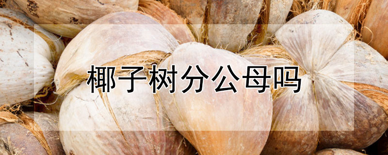 椰子樹分公母嗎