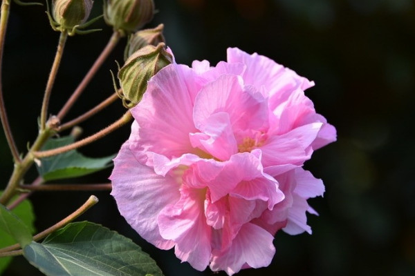 芙蓉花怎樣過冬