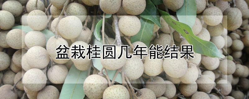 盆栽桂圓幾年能結(jié)果