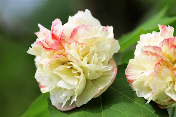 芙蓉花冬天休眠嗎