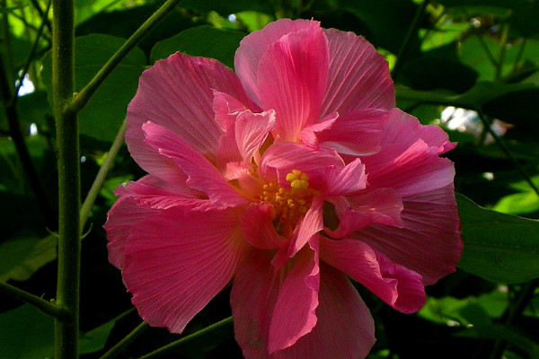 芙蓉花冬天怎么養(yǎng)