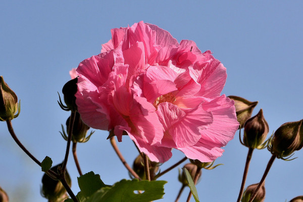 芙蓉花凍了還能活嗎