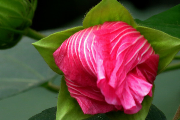 芙蓉花可以吃嗎