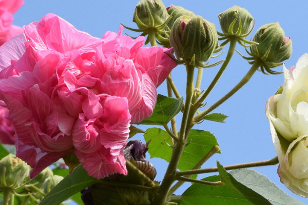 芙蓉花怎么換盆