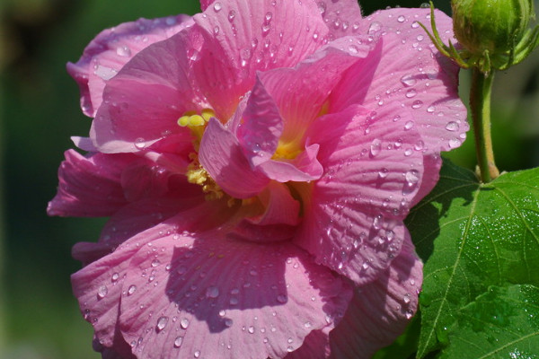 芙蓉花怎么生根