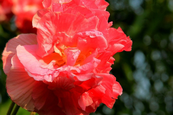 芙蓉花長蟲子了怎么辦