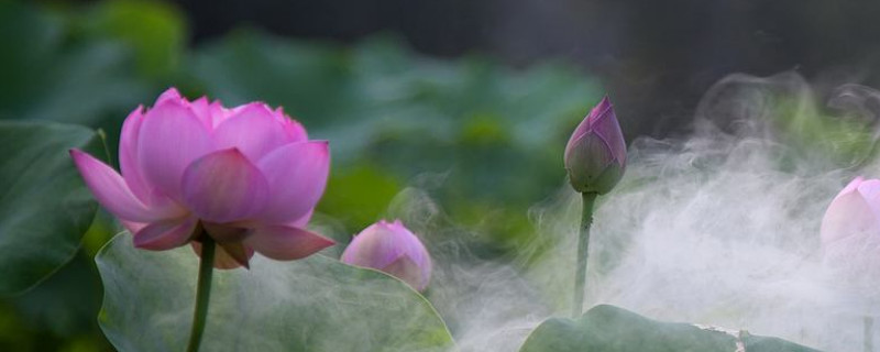 荷花養殖需要經常曬太陽嗎