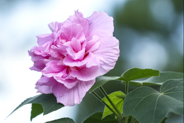 芙蓉花的莖變黑怎么辦